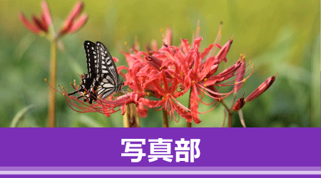 写真部