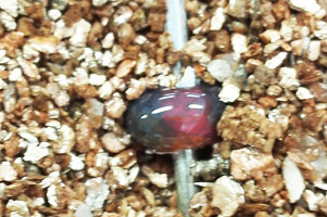 堺高校　サイエンス創造科３年生 とんぼ玉制作