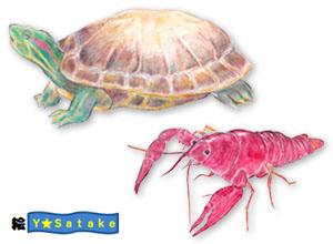 堺高校 サイエンス研究会