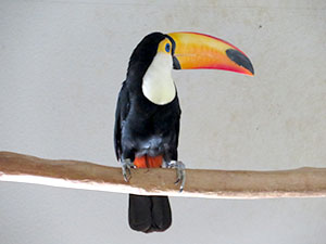 堺高校　サイエンス研究部