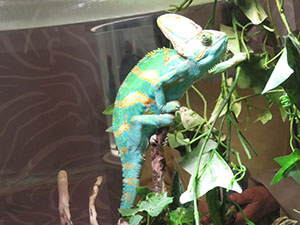 堺高校　サイエンス研究部