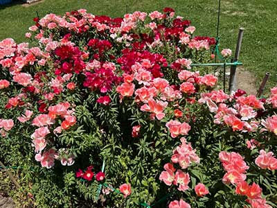 科学部　文化祭