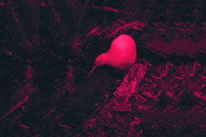 堺高校　国際交流　ウエリントン